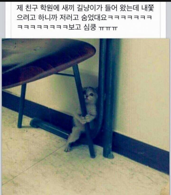 학원에 고양이가 들어옴 ; | 인스티즈