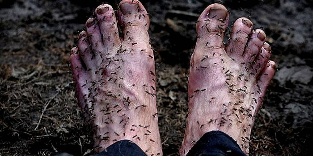 세계에서 가장 모기가 많은 지역 | 인스티즈