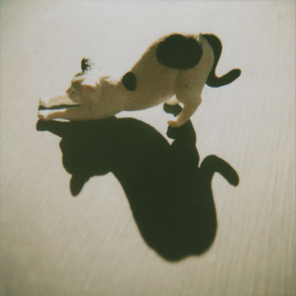 보고 따라하라냥 | 인스티즈