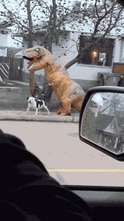 우리 주인은 안 물어요.gif | 인스티즈