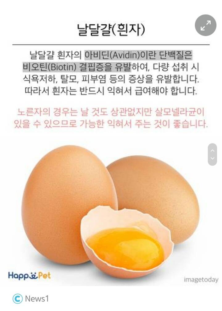 위험해요! 고양이가 먹으면 안 되는 음식들 | 인스티즈