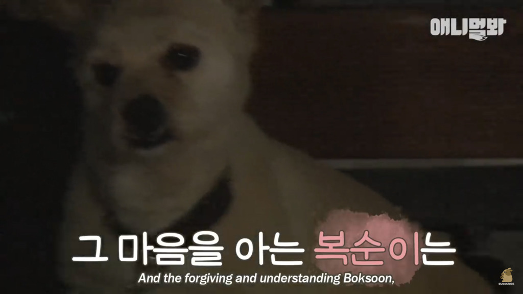 아기 고양이를 능숙하게 키우는 강아지의 사연은? | 인스티즈