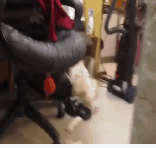 범죄현장을 들키자 돌변하는 강아지 | 인스티즈