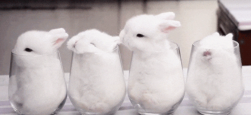 컵속의 토끼들.gif | 인스티즈