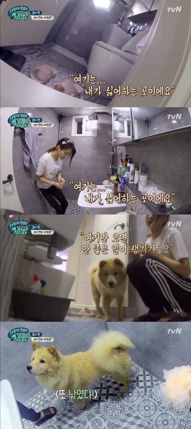 [대화가필요한개냥] 나인뮤지스 경리와 사랑스러운 반려견 시로.jpg | 인스티즈