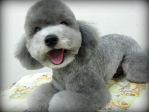 에....푸들쨩은....랄까.....쵸토 카와이랄까요... | 인스티즈