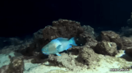 ??? : 아 ㅅㅂ카메라맨 좀 꺼지라고 눈치없냐 | 인스티즈