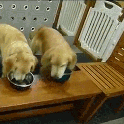 식사예절 개매너.gif | 인스티즈