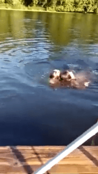 주인이 물에 빠졌다.gif | 인스티즈