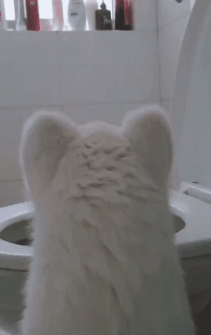 변기를 뚫어지게 보는 강아지 | 인스티즈