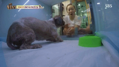 강아지가 잃어버린 주인을 다시 만났을 때.gif | 인스티즈