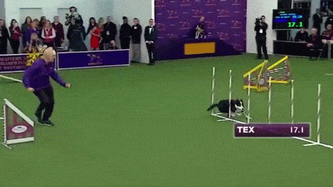 개하수와 개고수의 차이점 . gif | 인스티즈