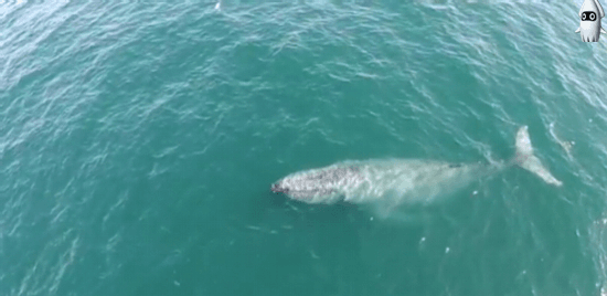 고래가 쏘아올린 무지개.gif | 인스티즈