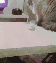 의외로 말잘듣는 고양이 | 인스티즈