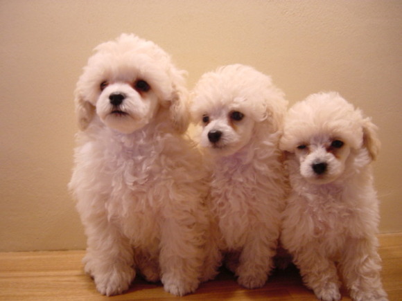 에....푸들쨩은....랄까.....쵸토 카와이랄까요... | 인스티즈