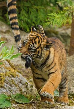 꿀 발라 놓은 꼬리 | 인스티즈