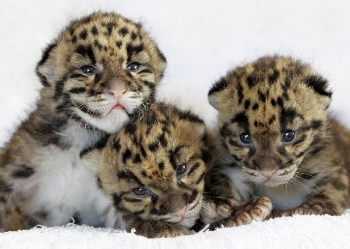 여건이 된다면 키워보고 싶은 새끼 맹수는? | 인스티즈