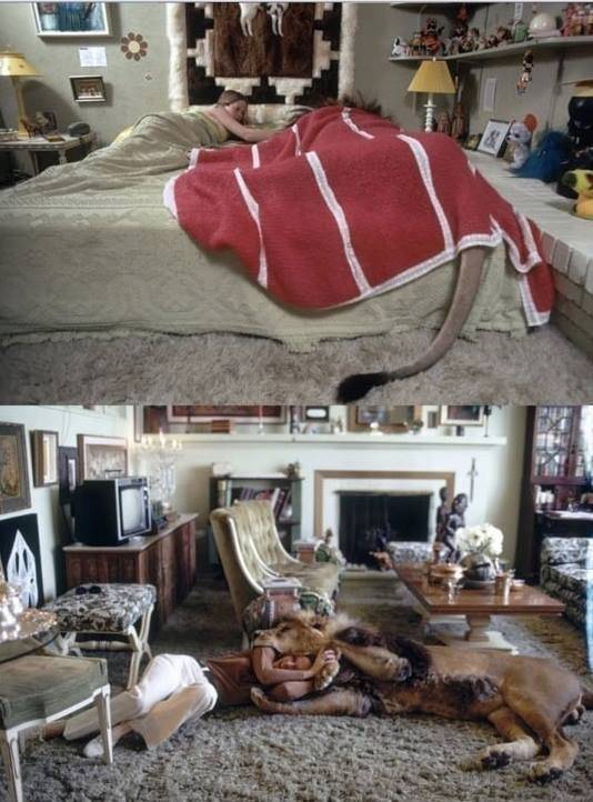 사자 키우는 집 | 인스티즈