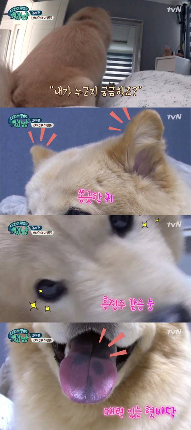 [대화가필요한개냥] 나인뮤지스 경리와 사랑스러운 반려견 시로.jpg | 인스티즈