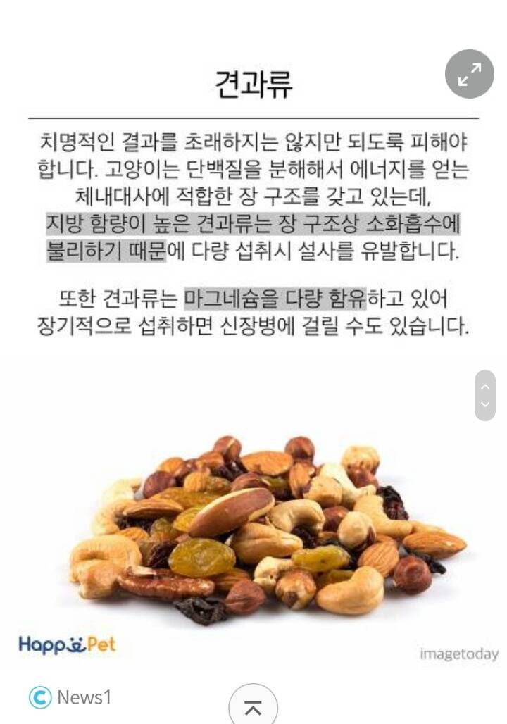 위험해요! 고양이가 먹으면 안 되는 음식들 | 인스티즈