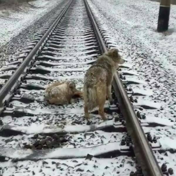 목숨을 걸고 와이프를 지키는 사랑 | 인스티즈