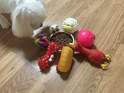 밥 안먹는 멍멍이 밥 먹이기 | 인스티즈