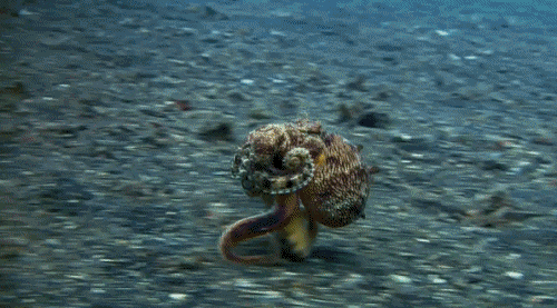 문어 달리는 거 보신분!!! | 인스티즈