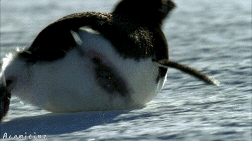 [펭귄] 보는 것만으로도 시원해지는 펭귄 배 썰매.gif | 인스티즈