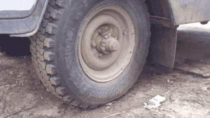 포식자 고양이를 피해 달아난 쥐. gif | 인스티즈