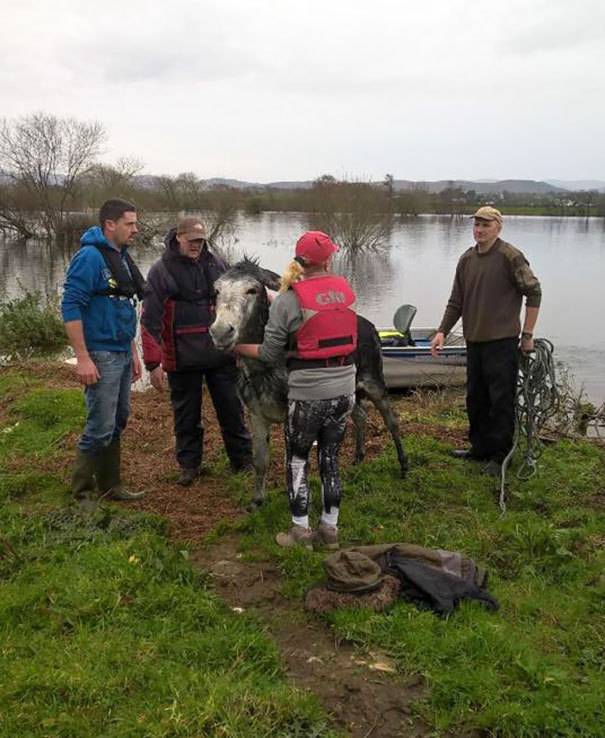 구조된 후 당나귀가 사람들에게 한짓 | 인스티즈