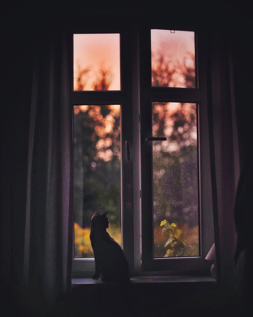 고양이의 사계절...jpg | 인스티즈