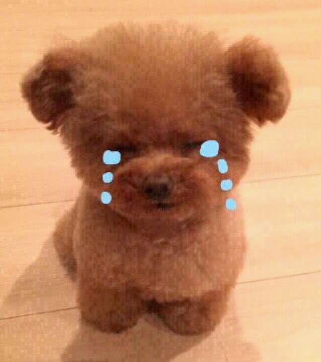 강아지 키우는사람들 공감하는것 | 인스티즈