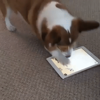 기회주의자.gif | 인스티즈