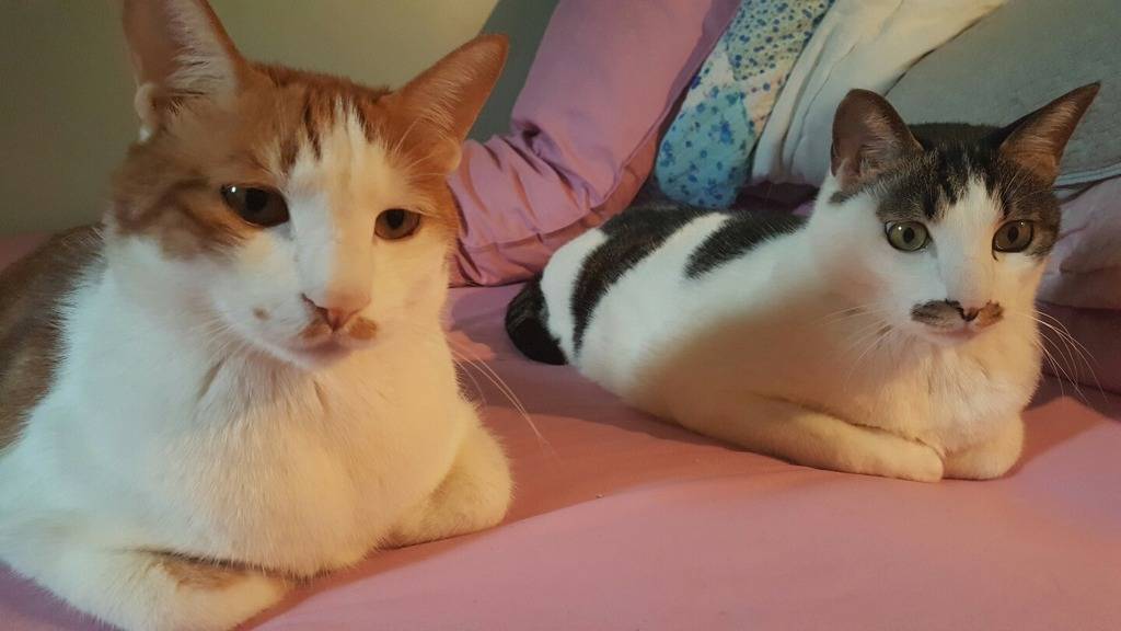키우는 고양이 2마리 | 인스티즈
