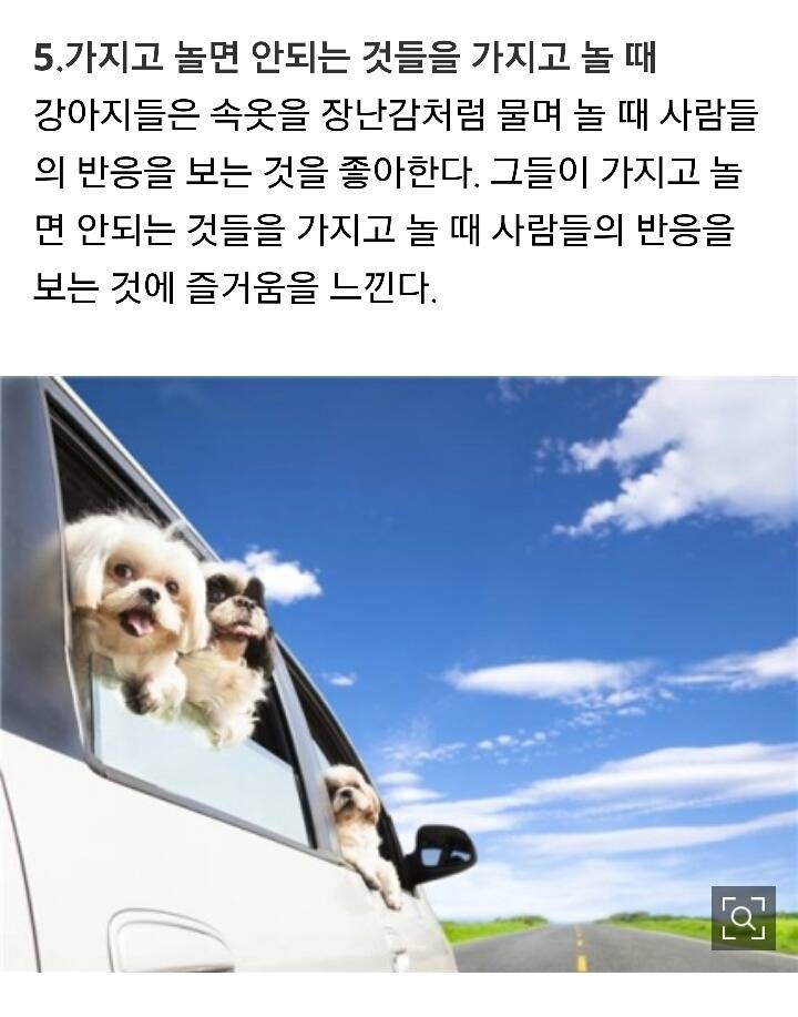 당신의 애완견이 웃고있다는 증거 7가지 | 인스티즈