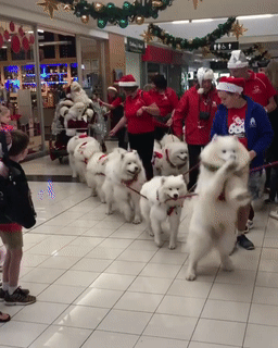 우리의 맴을 따스하게 데워줄 냥&댕모음 | 인스티즈