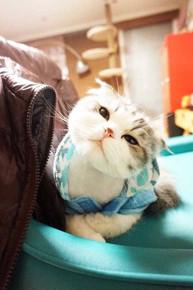 집사~ 넌 왜 그렇게 생겼냥? | 인스티즈