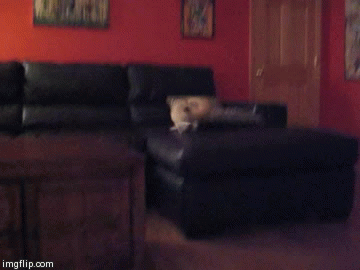 깨방정 떠는 사막여우 | 인스티즈