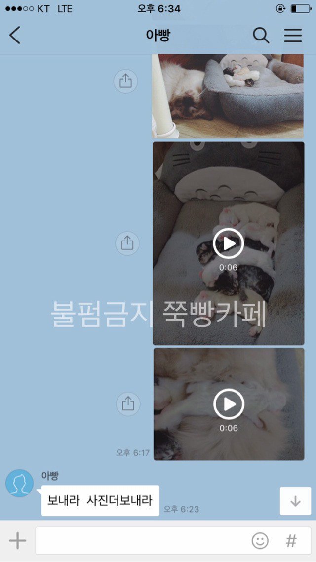 고양이는 다 요물이라며 갖다버리라던 아버지 | 인스티즈