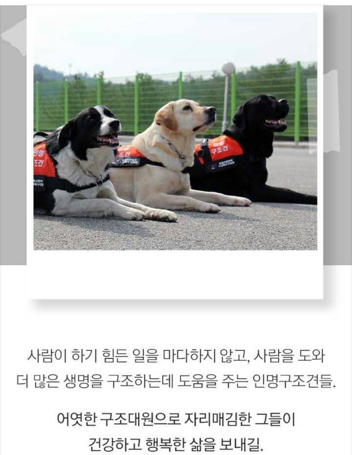 사람들 구조하는 인명구조견 삼총사 | 인스티즈