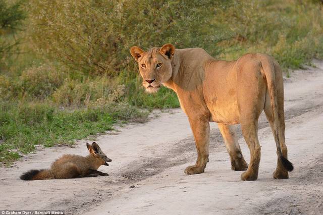 다친 새끼 여우를 잡아먹으려던 굶주린 사자의 반전 | 인스티즈