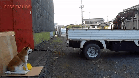 오라이 오라이 오라이.gif | 인스티즈