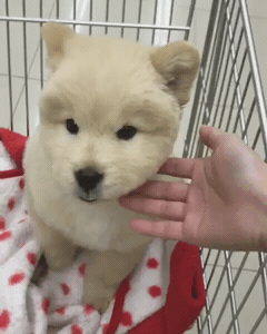 [대화가필요한개냥] 나인뮤지스 경리와 사랑스러운 반려견 시로.jpg | 인스티즈