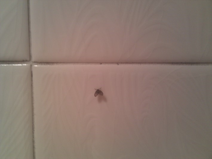 나방파리를 아십니까 | 인스티즈