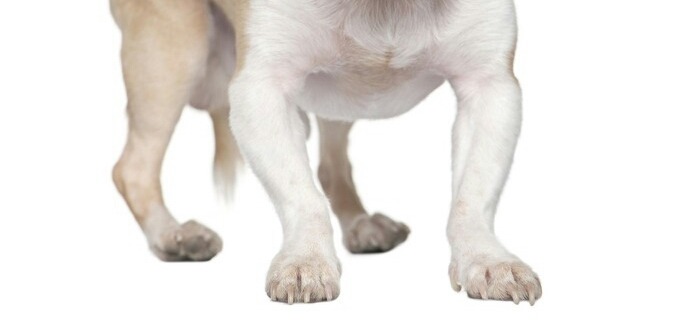 강아지들 짱덕 포인트.jpg | 인스티즈