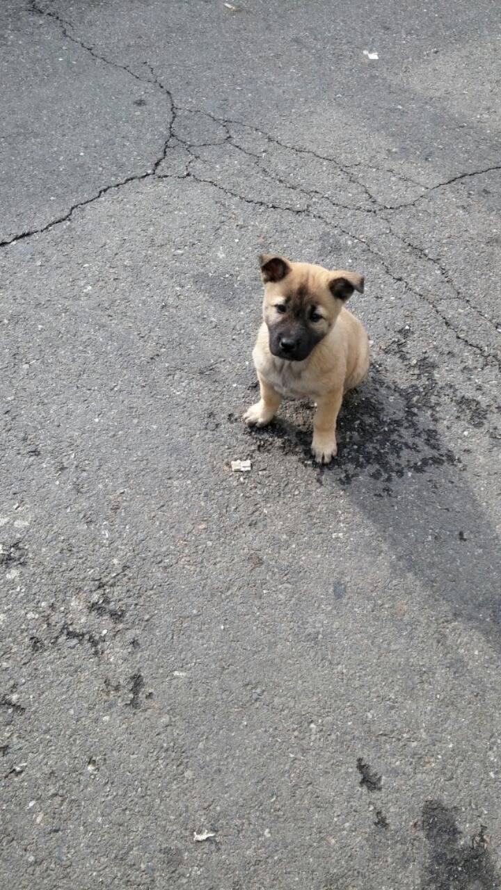 강아지의 왕 똥 | 인스티즈