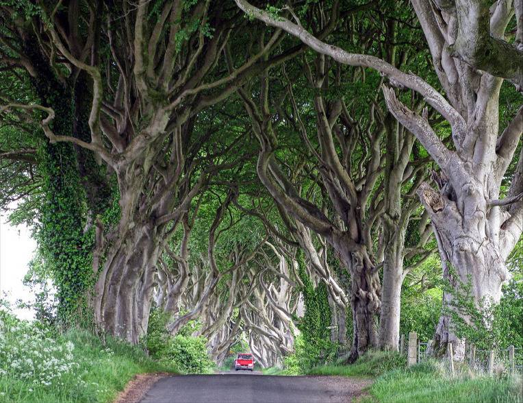 아름다운 나무 터널.jpg | 인스티즈