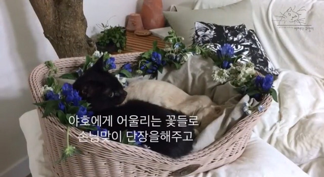 내 고양이의 장례식(슬픔주의) | 인스티즈