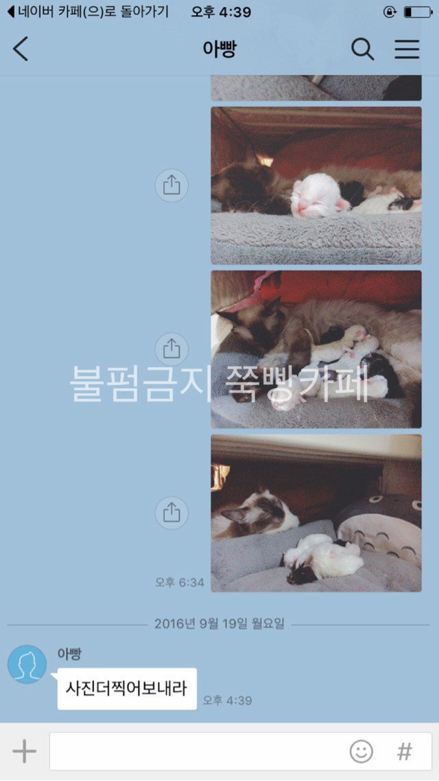 고양이는 다 요물이라며 갖다버리라던 아버지 | 인스티즈