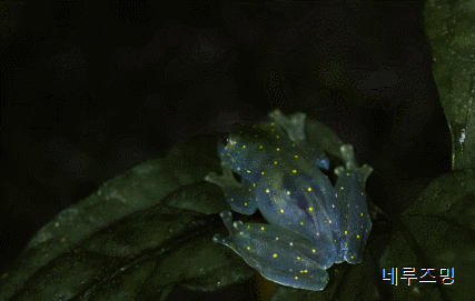 지구상에 살고있으면서 보기힘든 신기한 생물들 TOP 8 | 인스티즈